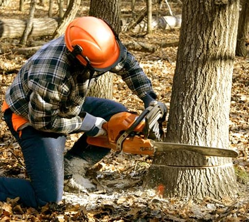 Tree Removal in Jersey, AR